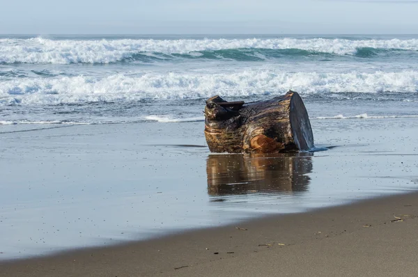 Driftwood log washed up on a sandy beach — Stock Photo, Image