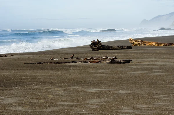 Driftwood logs washed up on a sandy beach — Stock Photo, Image