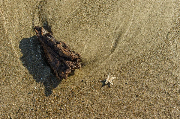 Pequeñas estrellas de mar y madera a la deriva en la playa —  Fotos de Stock