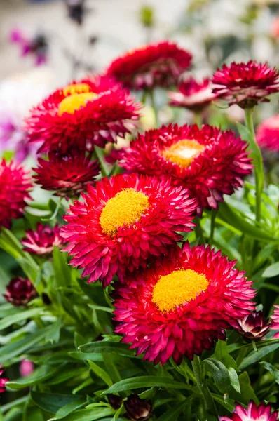 Red Strawflowers in bllom with leaves — Stock Photo, Image