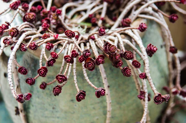 Fusti e foglie di sedum a foglia rossa — Foto Stock