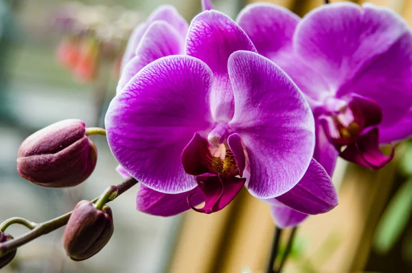 Lila orkidé i blom med knoppar — Stockfoto