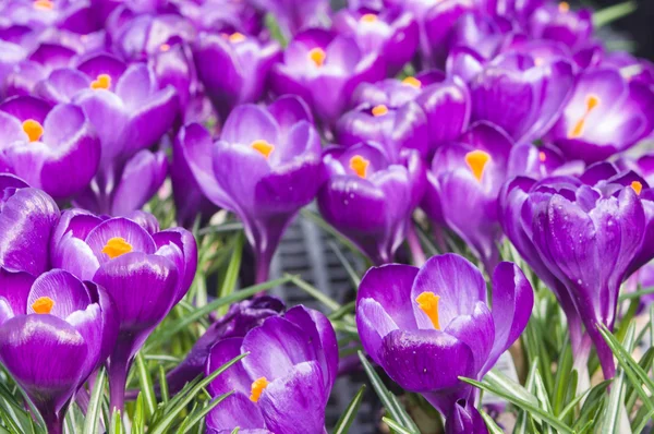 보라색 크 로커 스 꽃 피는 정원 — 스톡 사진