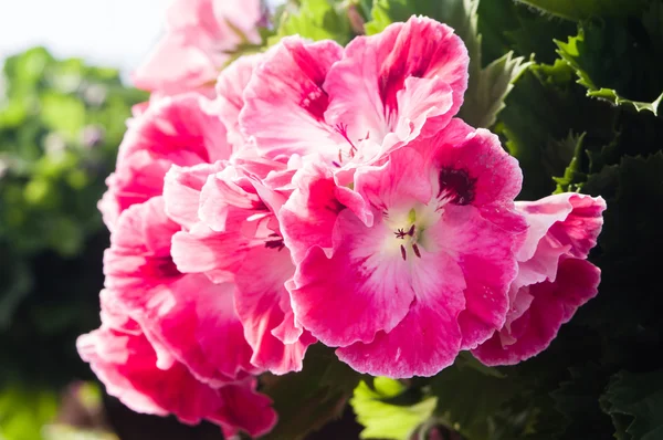 Pink Martha Washington geraniums — Stock Photo, Image