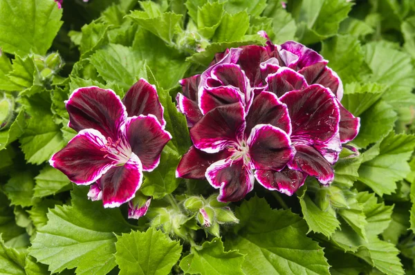 Purple flowering Martha Washington geraniums — Stock Photo, Image