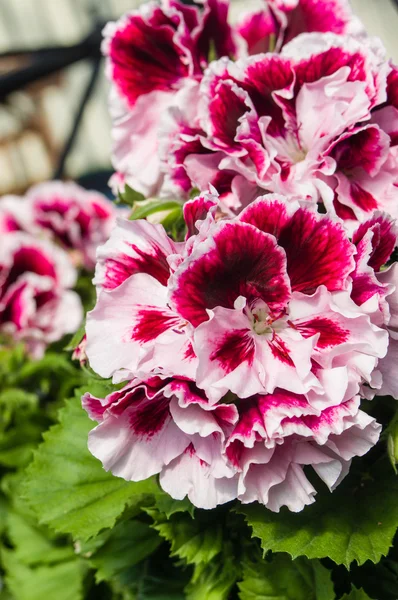 Pink and white Martha Washington geraniums — Stock Photo, Image