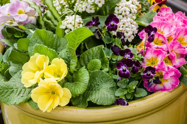 Canlı bitkiler çiçek aranjmanı — Stok fotoğraf