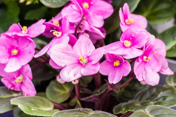 Rosa African Violet blommor med blad — Stockfoto