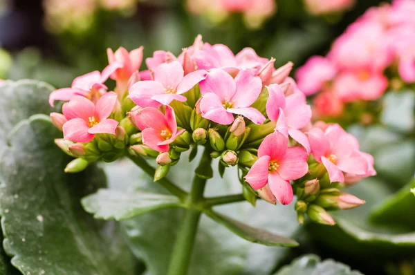 Pink Kalanchoe flowers on stem — Stock Photo, Image