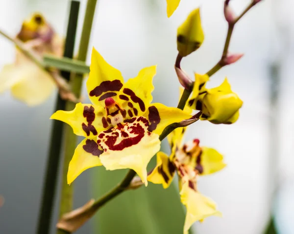 Gul orkidé blomma blommar — Stockfoto