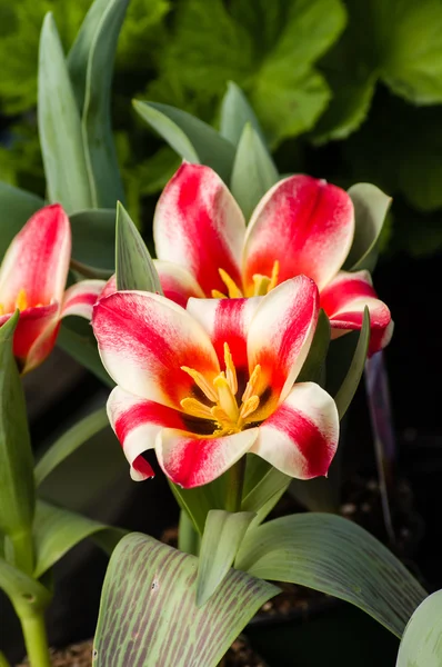 Lâmpadas de tulipa listradas em flor — Fotografia de Stock