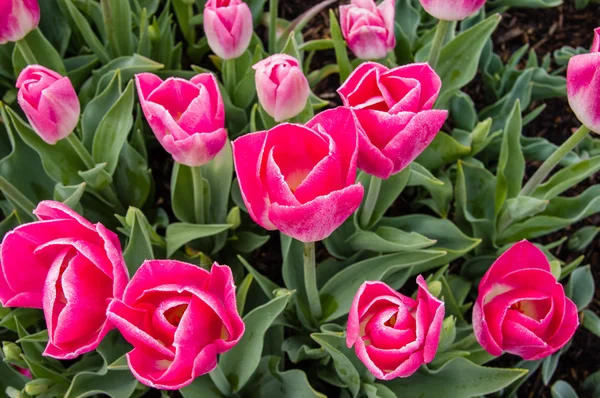 Różowe tulipany w kwiat — Zdjęcie stockowe