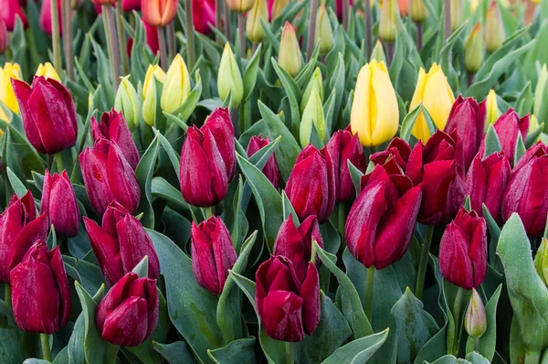 Червоно-жовті цибулини тюльпанів у квітці — стокове фото