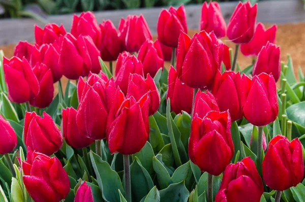 Bulbes de tulipes rouges en fleur — Photo