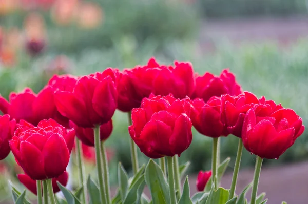 Червоні цибулини тюльпанів у квітці — стокове фото