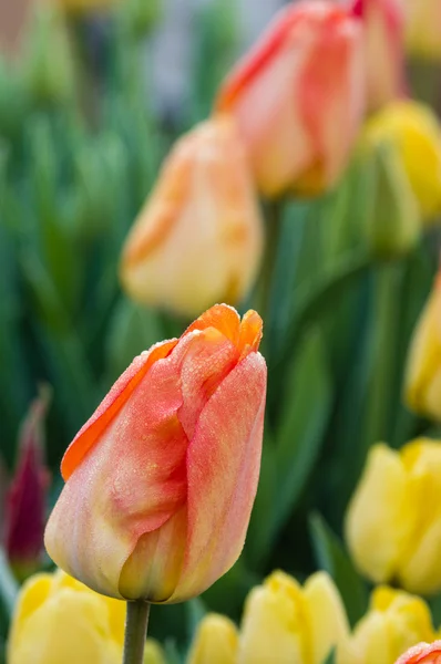 Bulbes de tulipes orange en fleur — Photo