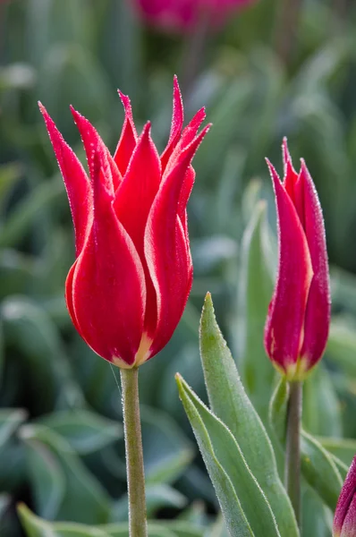 Red narrow tulip bulbs in flower — Stock Photo, Image