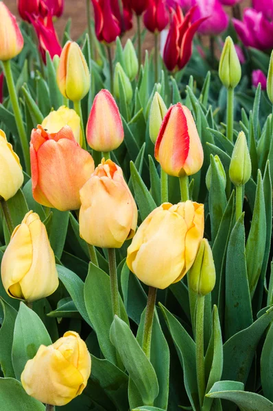 Bulbos de tulipán amarillo en flor —  Fotos de Stock