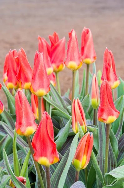Red and yellow tulip bulbs in flower — Stock Photo, Image