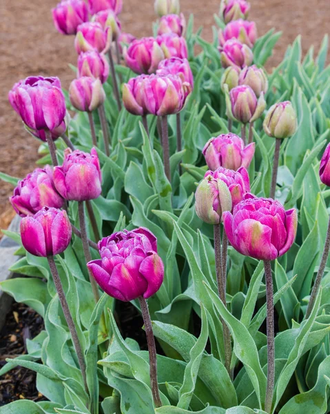 Purple tulip bulbs in flower — Stock Photo, Image