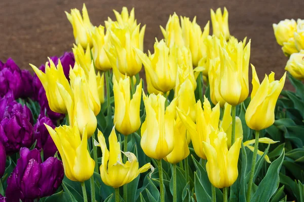 Gelbe Tulpenzwiebeln in Blüte — Stockfoto