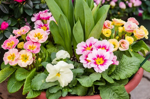 Disposizione di fiori primaverili luminosi — Foto Stock