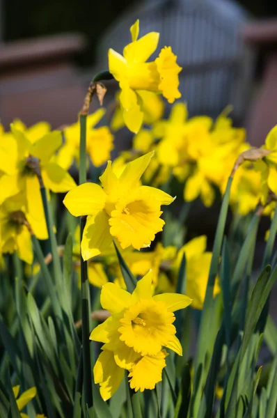 Flores amarelo narciso no jardim — Fotografia de Stock