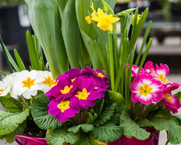 Pembe campanula'lar ve nergis bahar çiçek aranjmanı — Stok fotoğraf