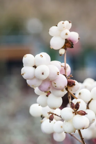 Белые ягоды на заводе Snowberry — стоковое фото