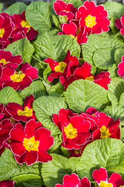 Red primrose flowers with green leaves — Stock Photo, Image