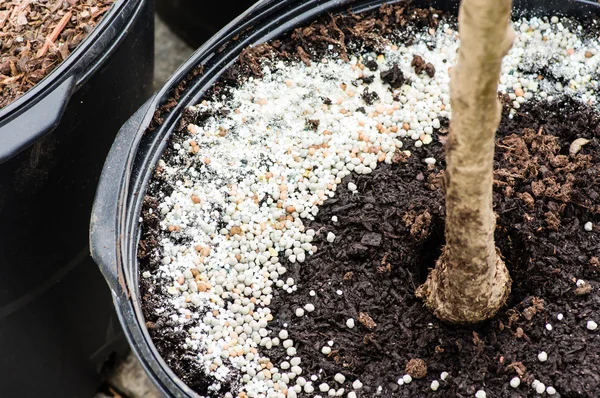 Fertilizer applied to a tree potted in plastic pot — Stock Photo, Image