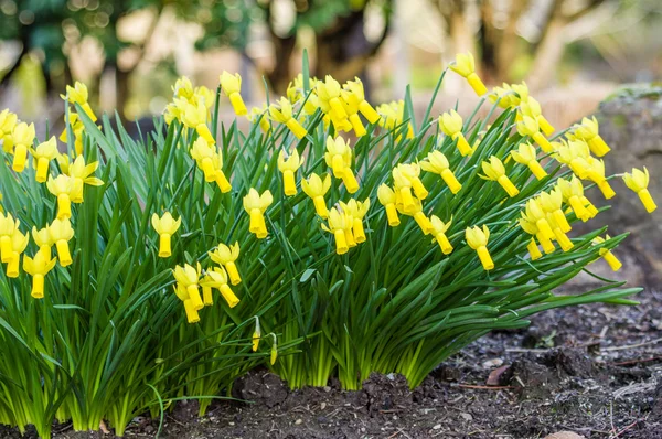 Narcissen bloemen in de tuin — Stockfoto