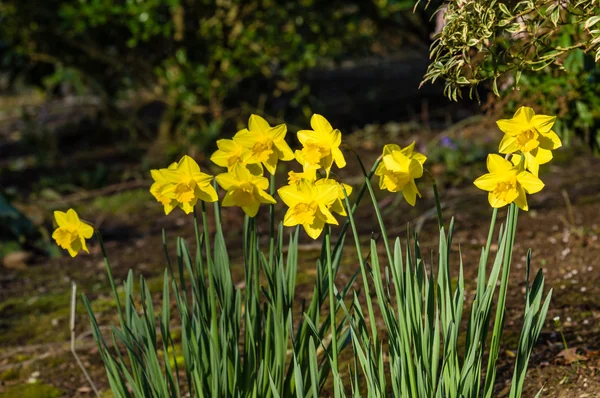 Flores de narciso no jardim — Fotografia de Stock