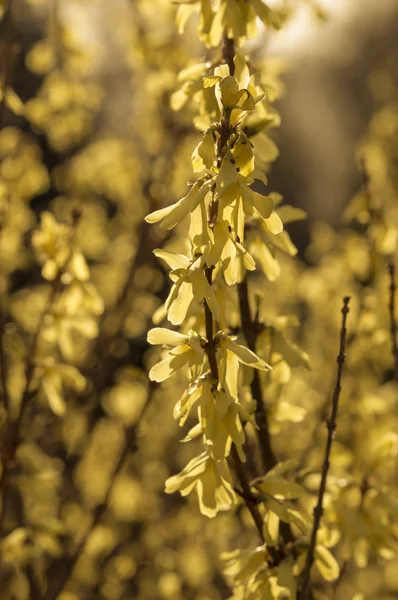 Vintage look forsythia flores — Foto de Stock