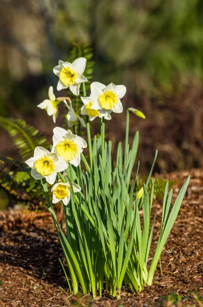 Weiße und gelbe Narzissenblüten — Stockfoto