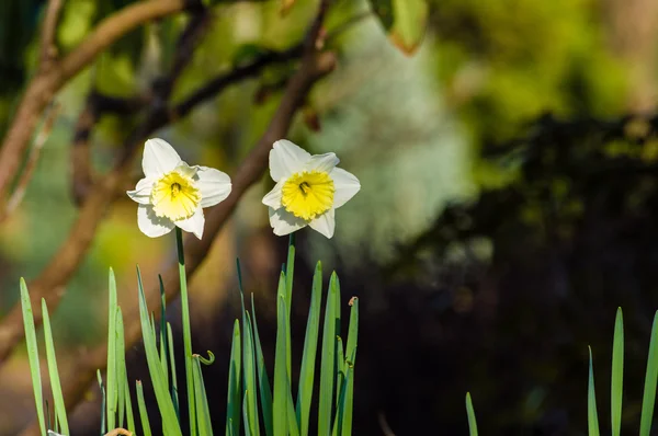 Flores brancas e amarelas de Narciso — Fotografia de Stock