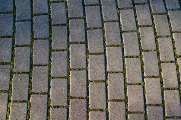 Pedras de tijolo paver em um caminho — Fotografia de Stock