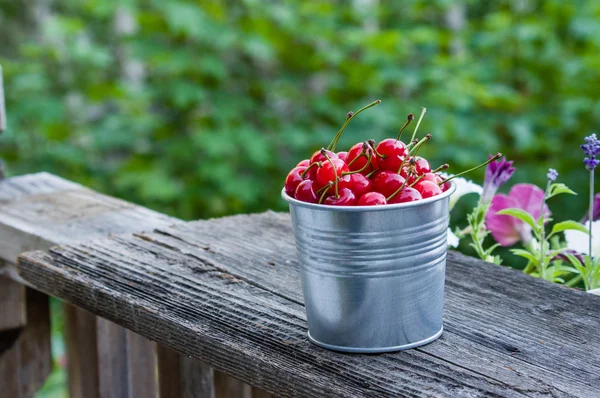 Metal bucket of sour cherries — Stock Photo, Image