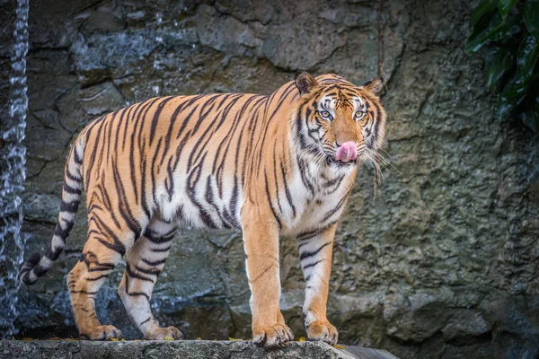 Bengal tiger in the zoo — Stock Photo, Image