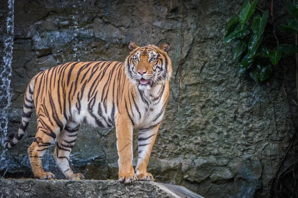 Bengáli tigris az állatkertben — Stock Fotó