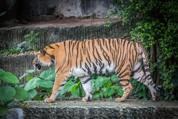 Bengálský tygr v zoo — Stock fotografie