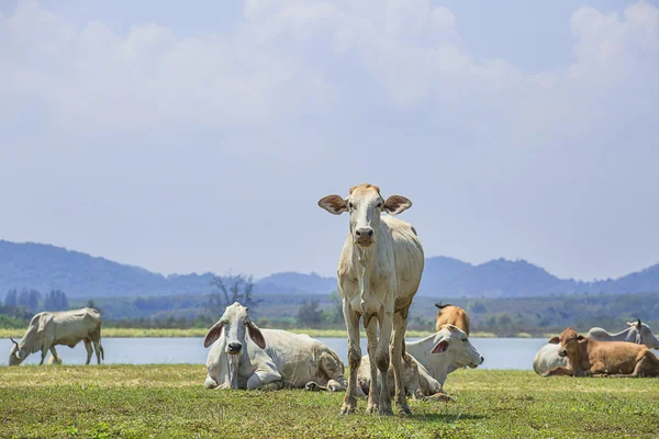 Mucca in azienda con lago e sfondo montano — Foto Stock