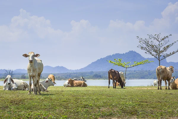 Mucca in azienda con lago e sfondo montano — Foto Stock