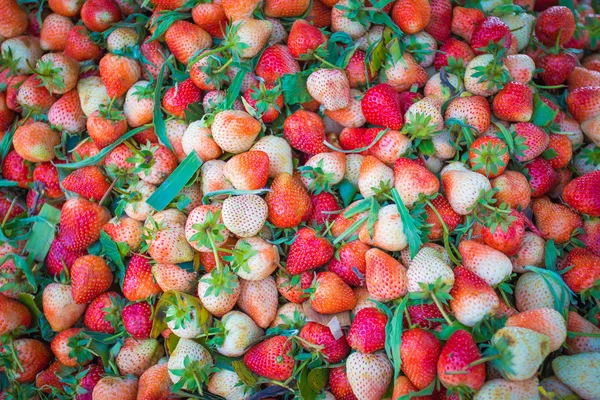 Φράουλες κόκκινο φόντο — Φωτογραφία Αρχείου