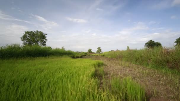 Granja de arroz en Tailandia con cielo azul — Vídeos de Stock