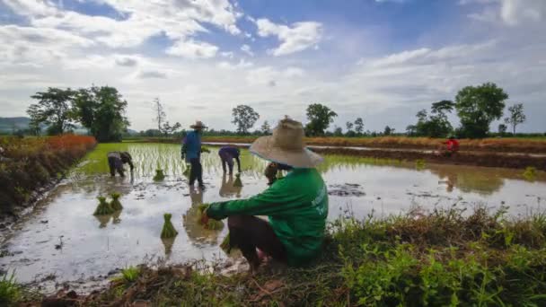 Agricultor tailandês trabalhando na fazenda de arroz — Vídeo de Stock