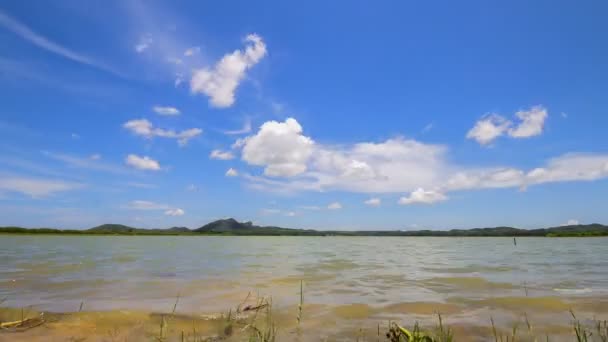 Природний ставок в літній сезон — стокове відео