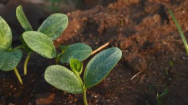 Kabak, Video kaydırma yeşil tohum