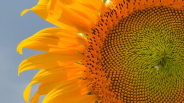 Ayçiçeği, Video kaydırma