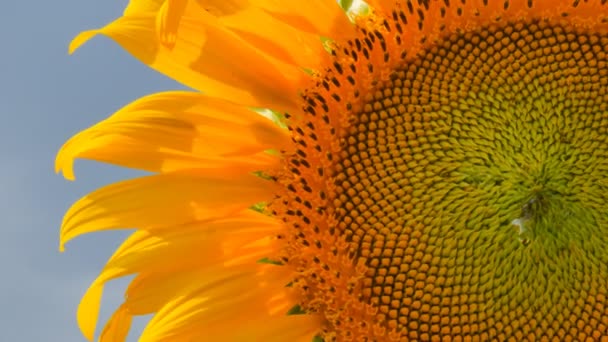 Girasol, Video panorámica — Vídeo de stock